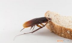 家有蟑螂怎样才能除尽小妙招,怎么消灭老鼠蟑螂蚊子的小妙招