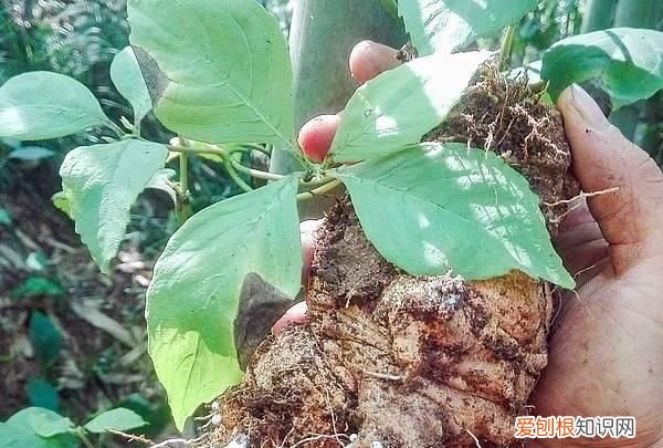 它叫“山胡萝卜”，挖一颗少一颗，若有幸在山上遇见，请好好珍惜