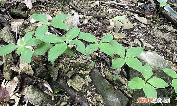 它叫“山胡萝卜”，挖一颗少一颗，若有幸在山上遇见，请好好珍惜