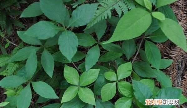 它叫“山胡萝卜”，挖一颗少一颗，若有幸在山上遇见，请好好珍惜