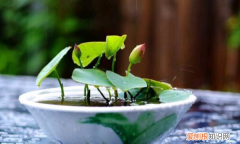 碗莲茎太长怎么挽救，碗莲把茎剪掉还能发芽吗