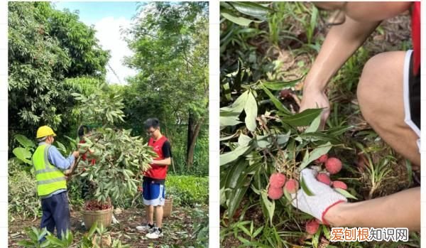 深圳荔枝免费吃的大学