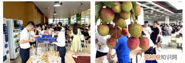 深圳荔枝免费吃的大学