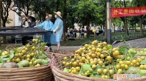 深圳荔枝免费吃的大学