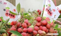 深圳荔枝免费吃的大学