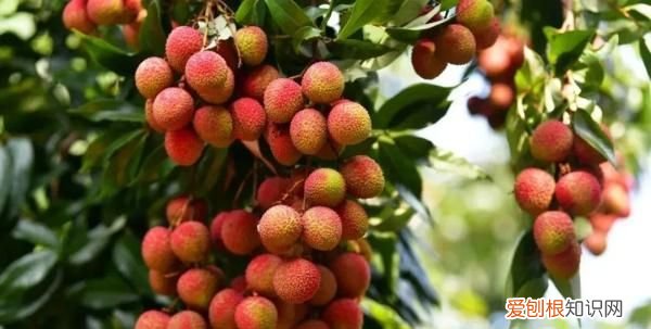 深圳荔枝免费吃的大学