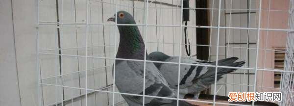 鸽棚怎么搭建合理,鸽子窝怎么搭建最好