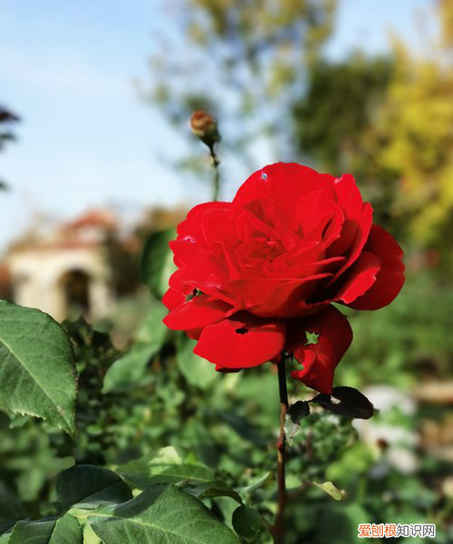 华为mate40pro+全面评测