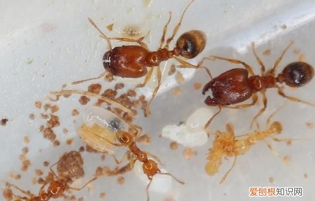 小黄家蚁会破坏建筑吗 小黄家蚁是从哪里来的