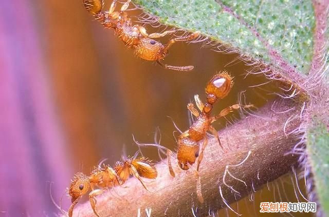 小黄家蚁会破坏建筑吗 小黄家蚁是从哪里来的