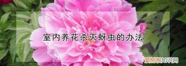 腻虫怎么消灭，花上有米虫子打什么药