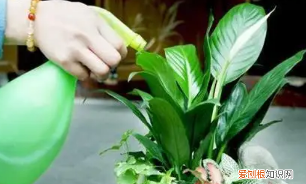 腻虫怎么消灭，花上有米虫子打什么药