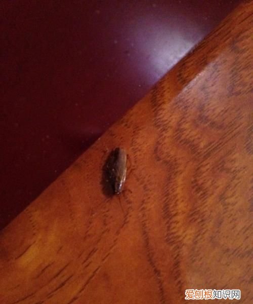 灯罩招了好多虫子怎么办,灯光旁有很多小虫子,怎么解决?