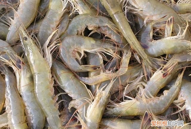 死海鲜吃了会中毒吗,死海鲜最多存放多久吃