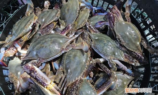 死海鲜吃了会中毒吗,死海鲜最多存放多久吃