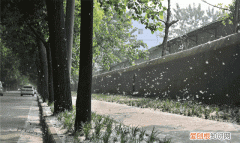 防治柳絮飞絮 防止柳絮飘入室内