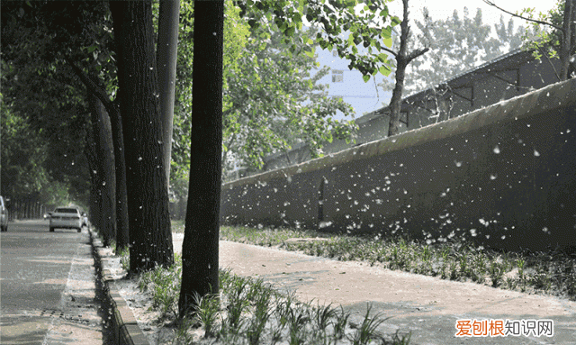 防治柳絮飞絮 防止柳絮飘入室内