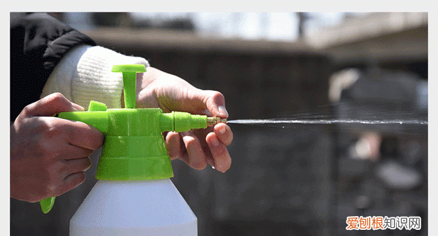 防治柳絮飞絮 防止柳絮飘入室内