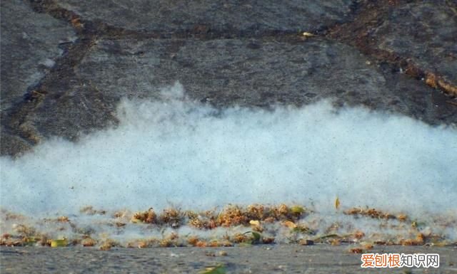 防治柳絮飞絮 防止柳絮飘入室内