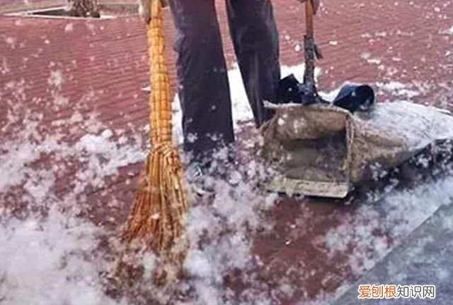 防治柳絮飞絮 防止柳絮飘入室内