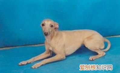 野兔怎么做好吃,咸野兔怎么烧的好吃