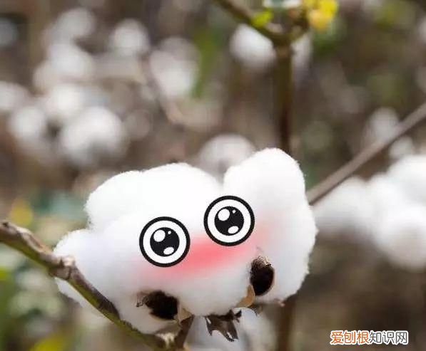 都是纯棉,50块和5000块的差别真有那么大吗