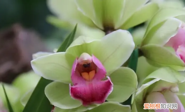 大花杓兰的养殖方法