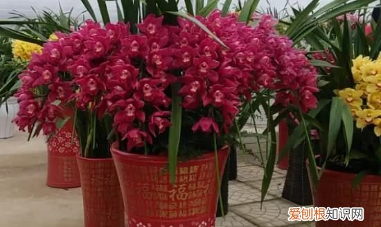 大花杓兰的养殖方法