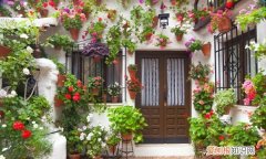 大花杓兰的养殖方法