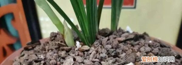 大花杓兰的养殖方法