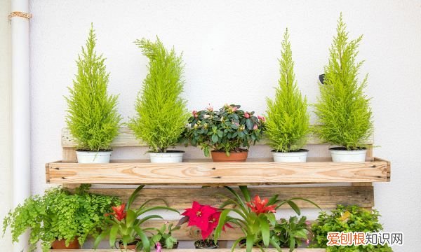 大花杓兰的养殖方法