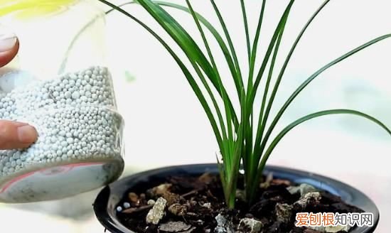 大花杓兰的养殖方法