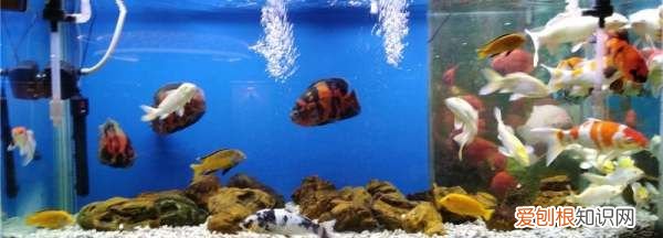 水缸养鱼怎么做水循环，鱼缸水循环制作方法不用电