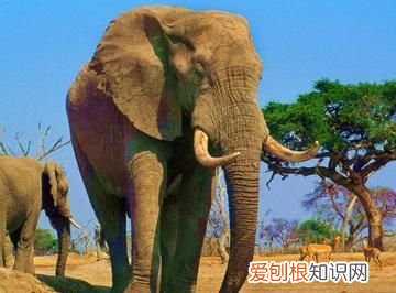 草原一霸，能够轻松的挑战狮群权威，非洲大象是个什么样的存在？