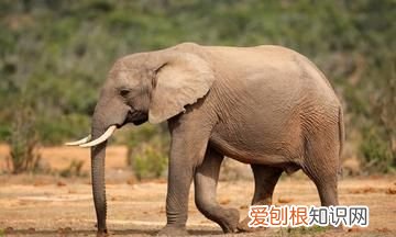 草原一霸，能够轻松的挑战狮群权威，非洲大象是个什么样的存在？