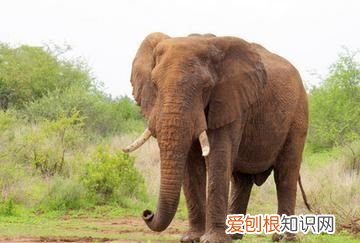 草原一霸，能够轻松的挑战狮群权威，非洲大象是个什么样的存在？