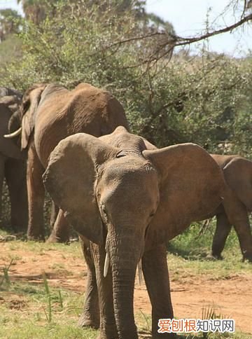 草原一霸，能够轻松的挑战狮群权威，非洲大象是个什么样的存在？