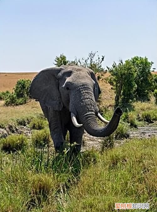 草原一霸,能够轻松的挑战狮群权威,非洲大象是个什么样的存在?