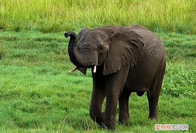 草原一霸,能够轻松的挑战狮群权威,非洲大象是个什么样的存在?