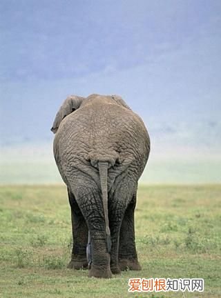 草原一霸,能够轻松的挑战狮群权威,非洲大象是个什么样的存在?