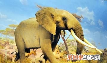 草原一霸,能够轻松的挑战狮群权威,非洲大象是个什么样的存在?