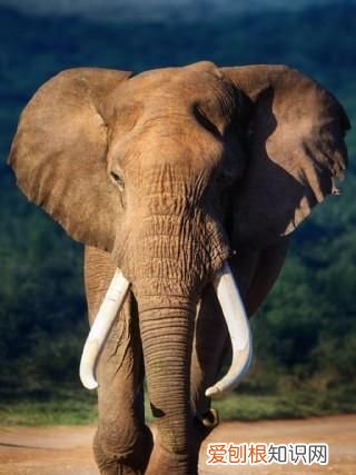 草原一霸，能够轻松的挑战狮群权威，非洲大象是个什么样的存在？