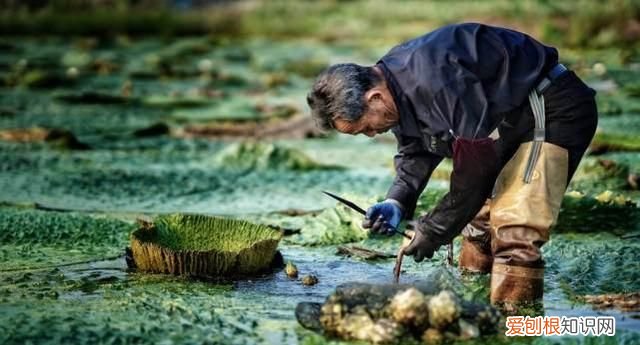 一碗鸡头米就是苏州人的秋天,苏州秋天鸡头米