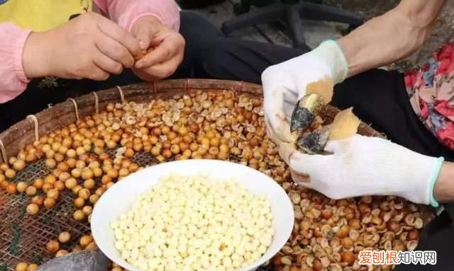 一碗鸡头米就是苏州人的秋天,苏州秋天鸡头米