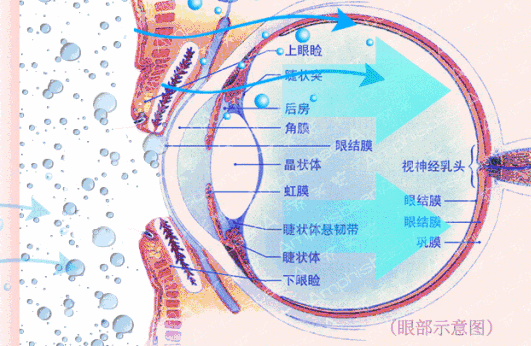 珍视明和好视力眼贴哪个好？