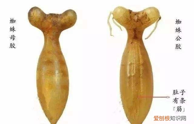 鱼胶的保存期有多长时间