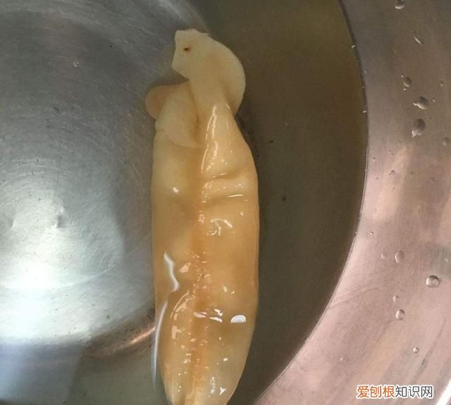 鱼胶的保存期有多长时间