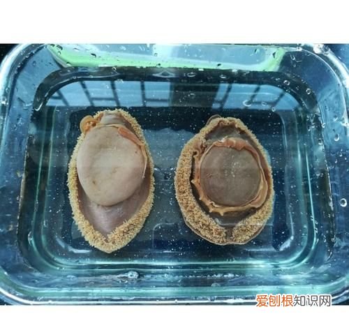 鲍鱼黑了是什么原因，鲍鱼发黑了是怎么回事