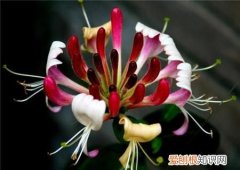 马银花的养殖方法，红金银花的养殖方法和注意事项