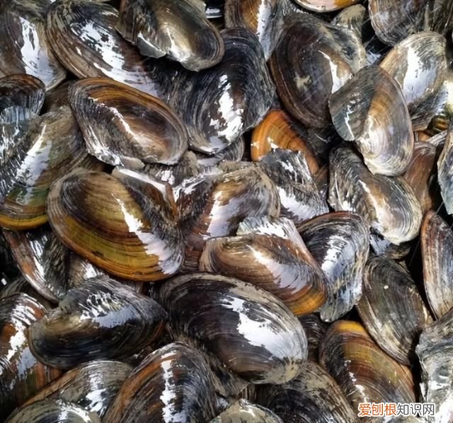 河蚌一般都是野生的吗 河边捡的河蚌能吃吗